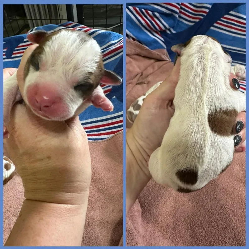 Jelly Bean thumbnail 3