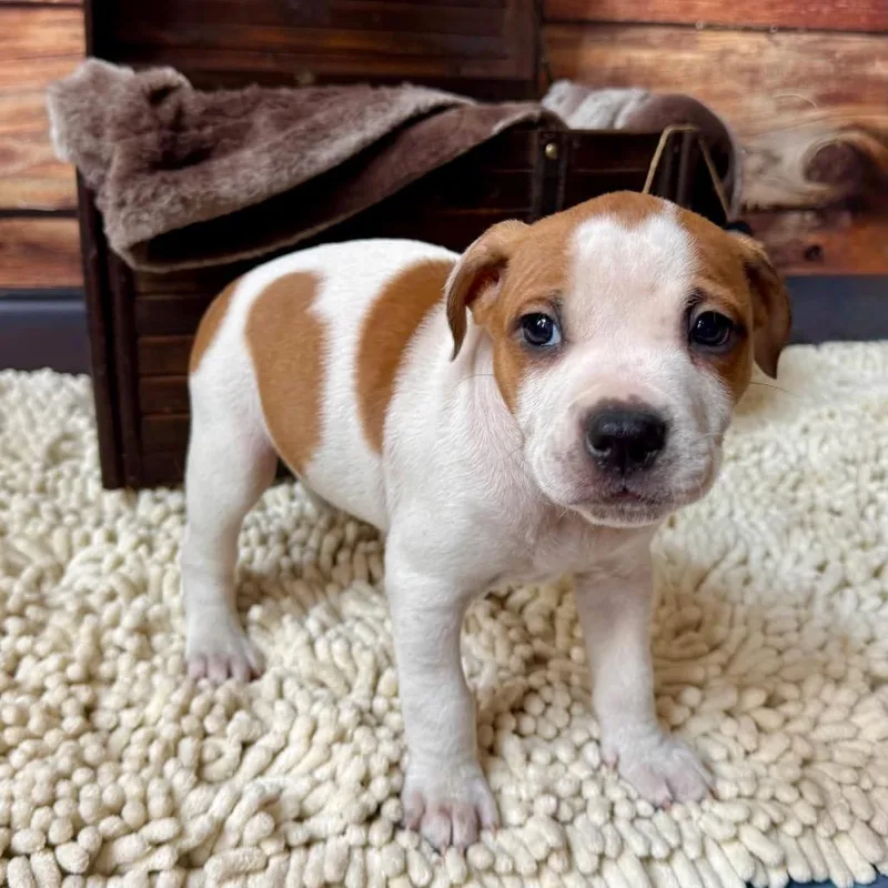 Jelly Bean thumbnail 4