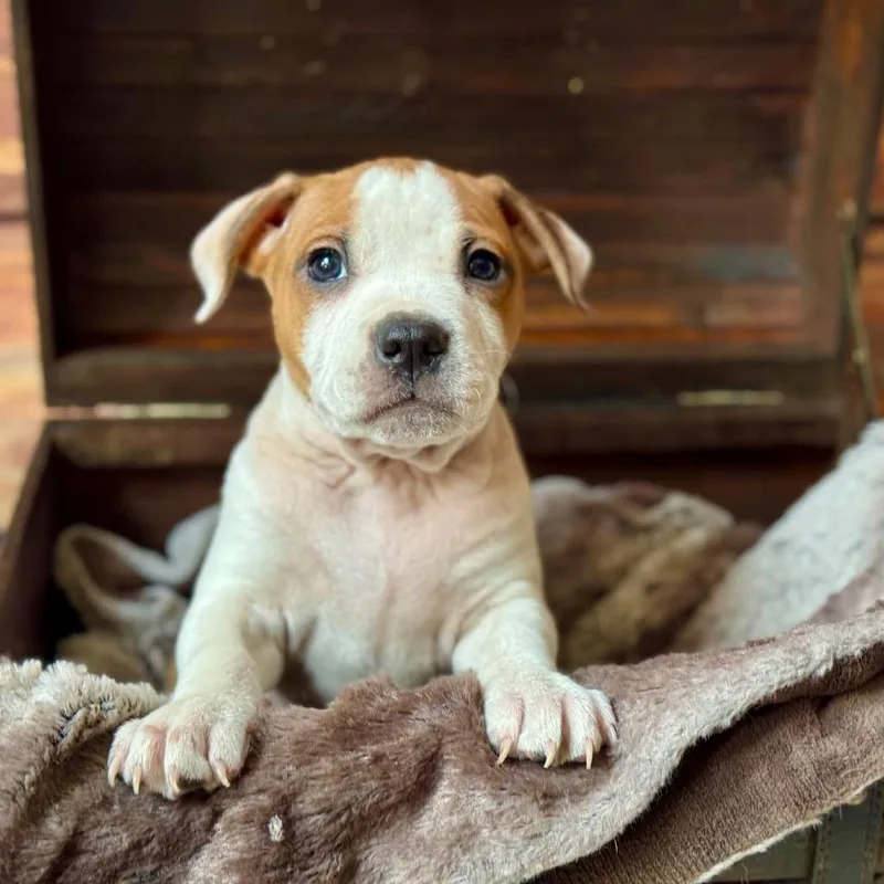 Jelly Bean thumbnail 5