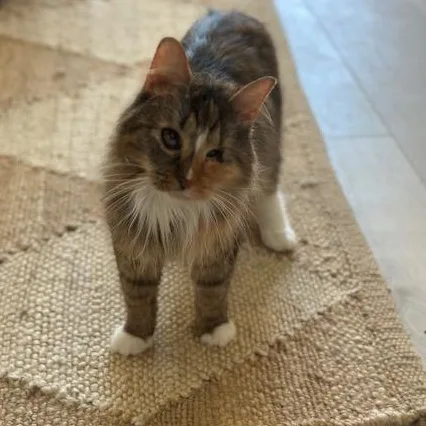 Kaleidoscope thumbnail 2