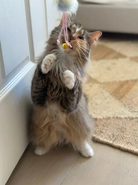 Kaleidoscope thumbnail 3