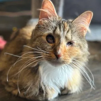 Kaleidoscope thumbnail 5