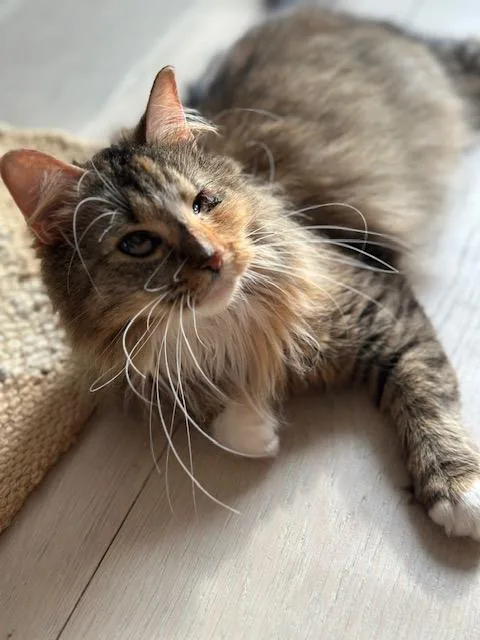 Kaleidoscope thumbnail 6