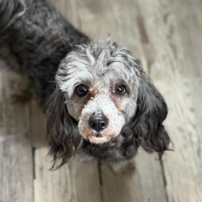 Kenzo Kai thumbnail 2