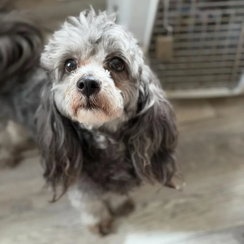 Kenzo Kai thumbnail 3