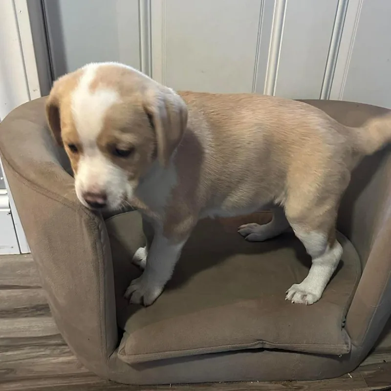 Buttered Corn thumbnail 2