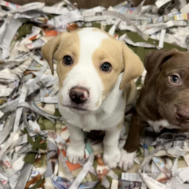 Buttered Corn thumbnail 4