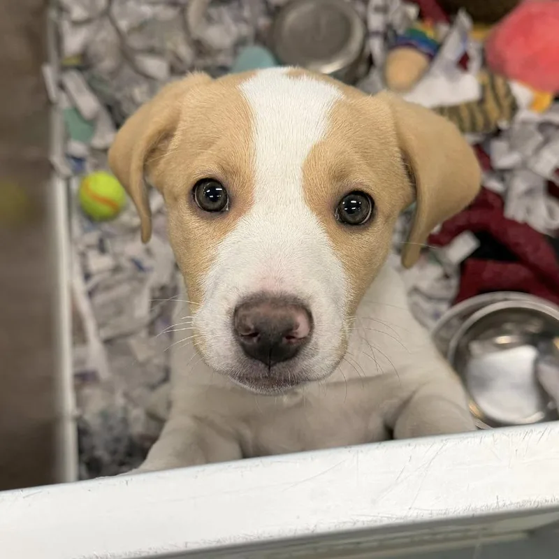 Buttered Corn thumbnail 5