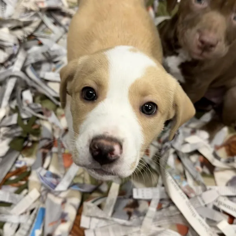 Buttered Corn thumbnail 6