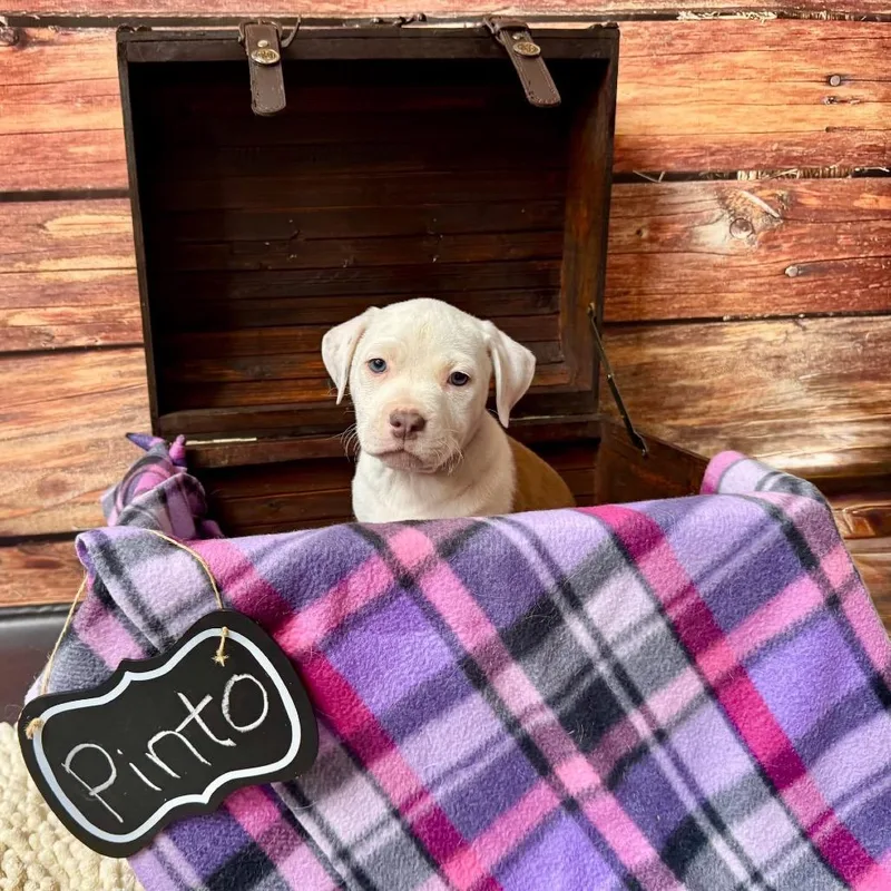 Pinto Bean thumbnail 2