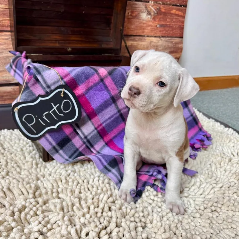 Pinto Bean thumbnail 3