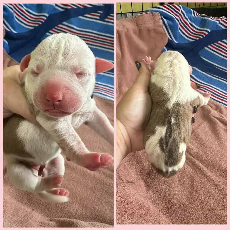 Pinto Bean thumbnail 4