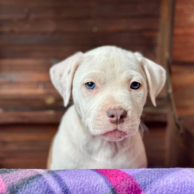 Pinto Bean thumbnail 5