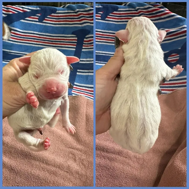 Vanilla Bean thumbnail 2