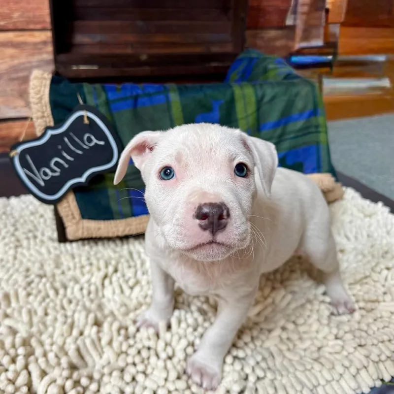 Vanilla Bean thumbnail 3