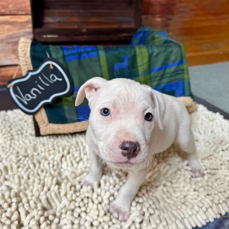 Vanilla Bean thumbnail 4