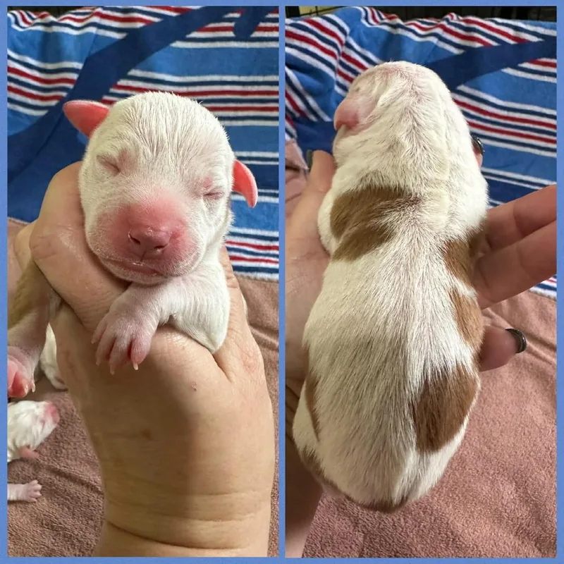 Garbanzo Bean thumbnail 3