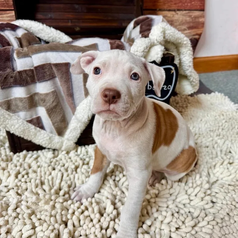 Garbanzo Bean thumbnail 4