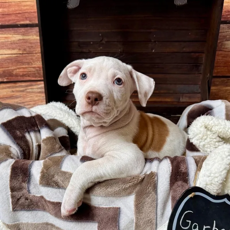 Garbanzo Bean thumbnail 5