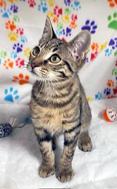 Mary Jane thumbnail 2