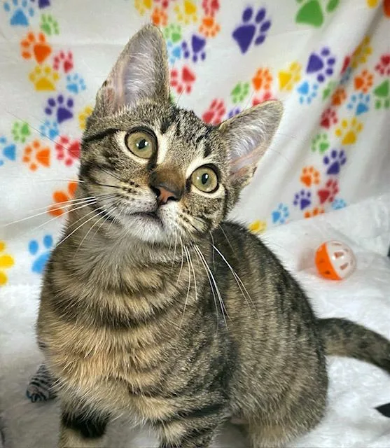 Mary Jane thumbnail 3