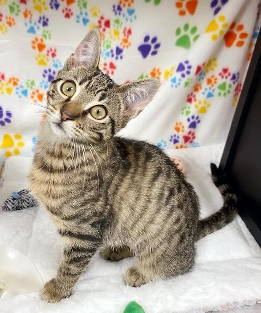 Mary Jane thumbnail 4