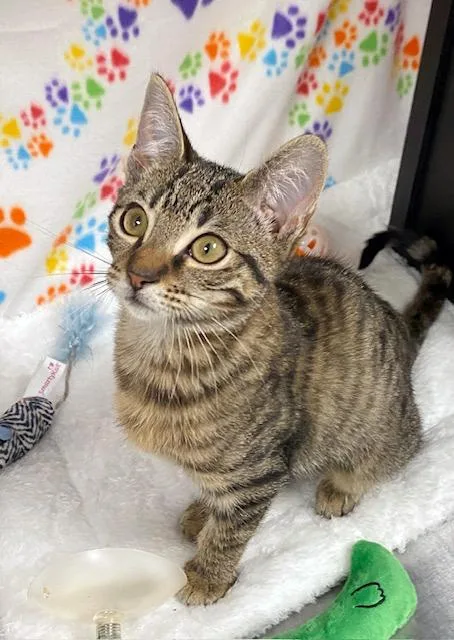 Mary Jane thumbnail 5