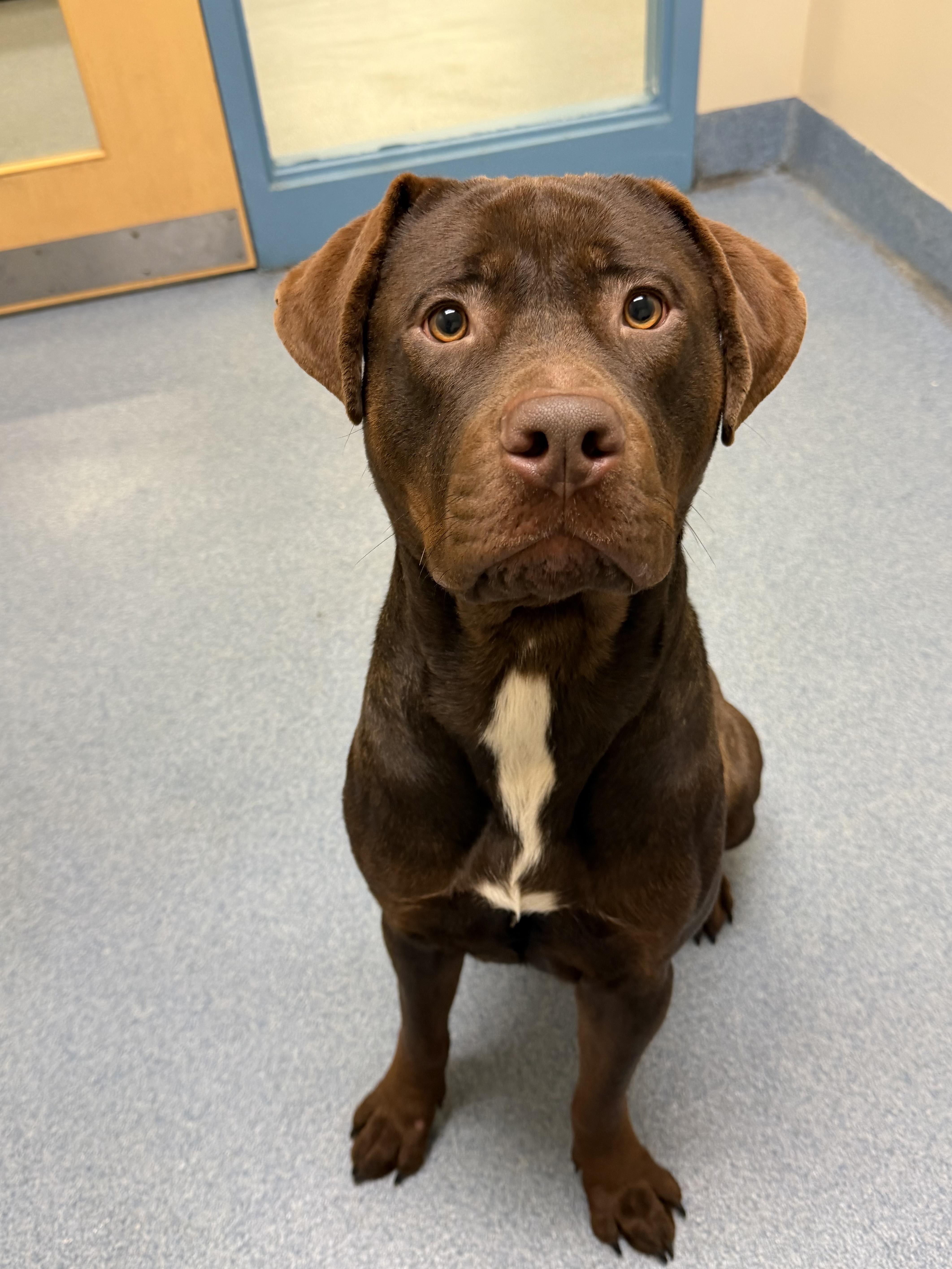 An adult large-sized male Brown / Chocolate Pit Bull Terrier dog named Anakin for adoption in Suffolk, VA