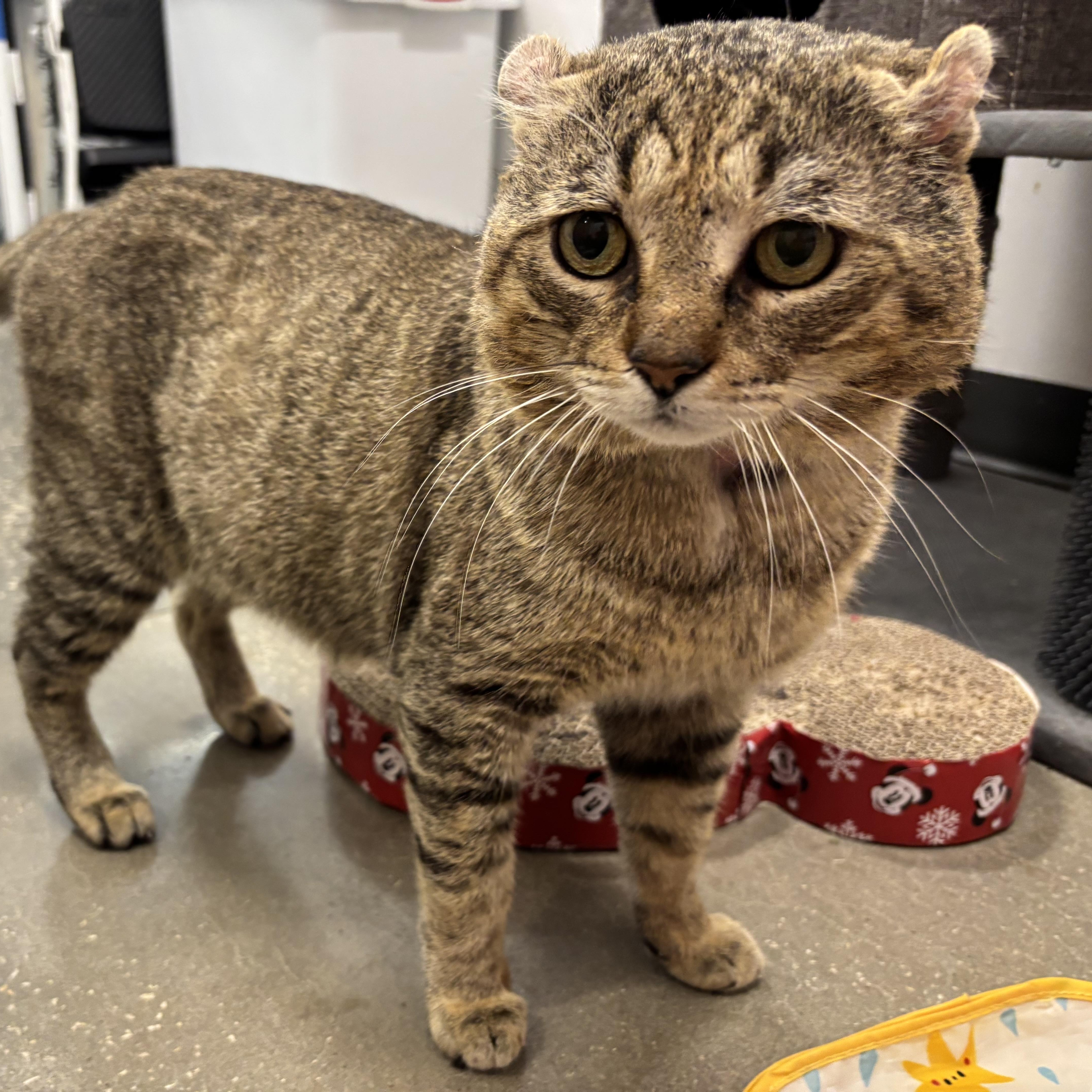 Chauncey thumbnail 2