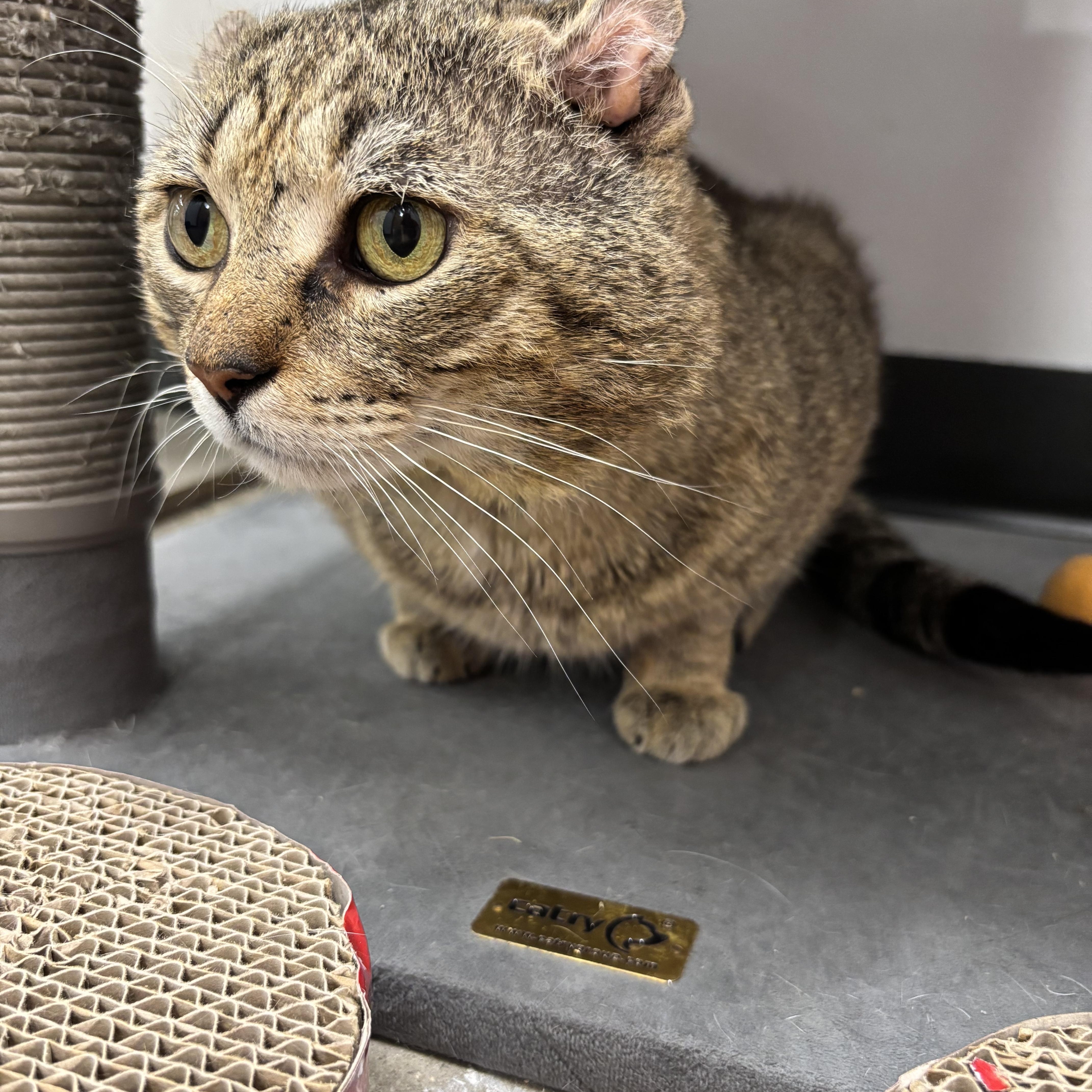 Chauncey thumbnail 3