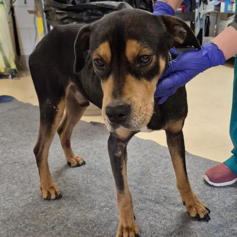 Barracuda thumbnail 2