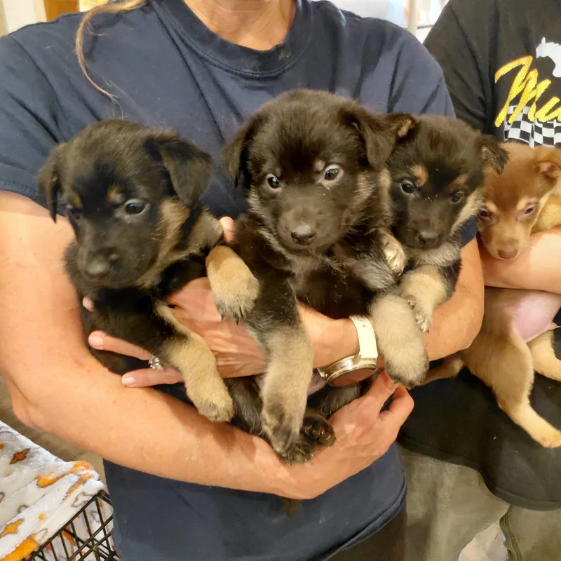 Shepherd Corgi Mixes Boys thumbnail 3