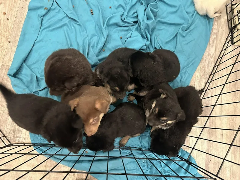 Shepherd Corgi Mixes Boys thumbnail 4