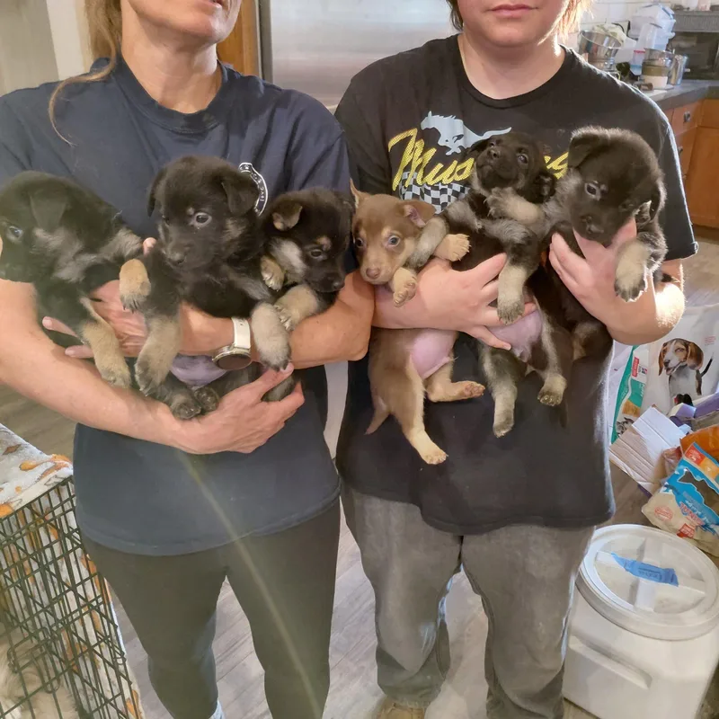 Shepherd Corgi Mixes Girls