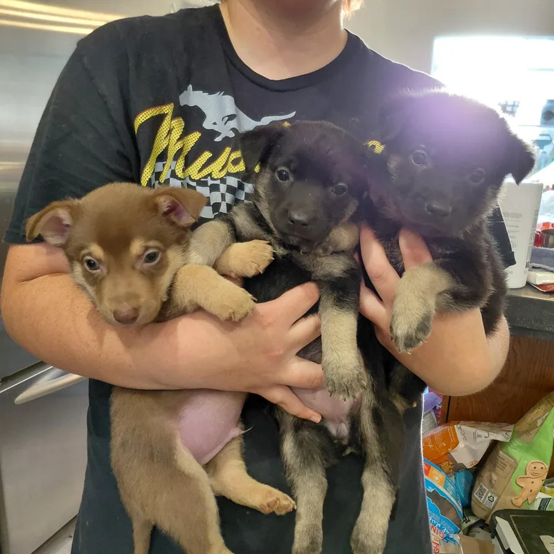 Shepherd Corgi Mixes Girls thumbnail 3