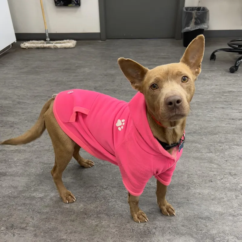 Savannah thumbnail 2