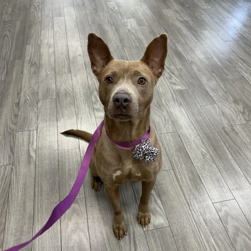 Savannah thumbnail 3