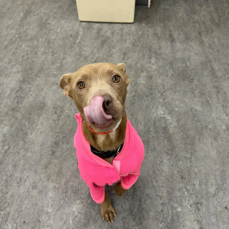 Savannah thumbnail 4