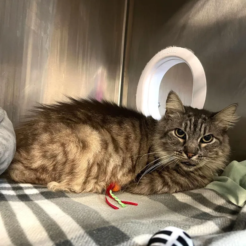 Miss Thang thumbnail 2