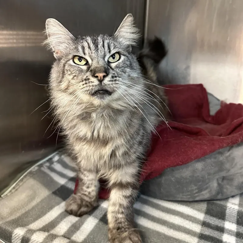 Miss Thang thumbnail 3