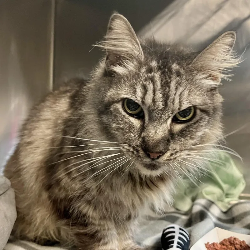 Miss Thang thumbnail 4