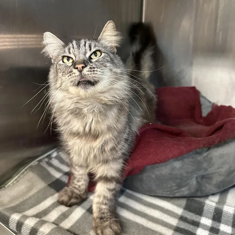 Miss Thang thumbnail 5