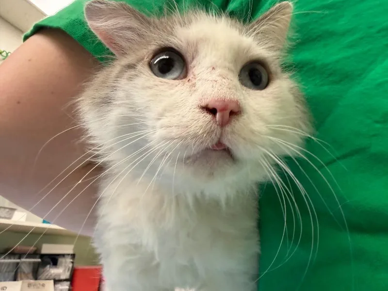 Helmsworth thumbnail 2