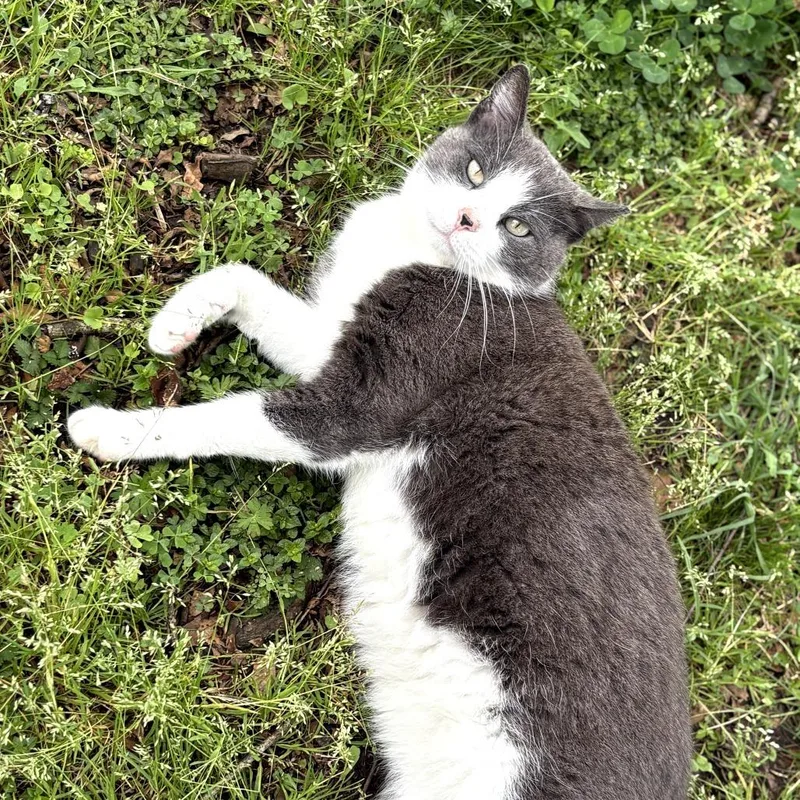 June Bug thumbnail 4