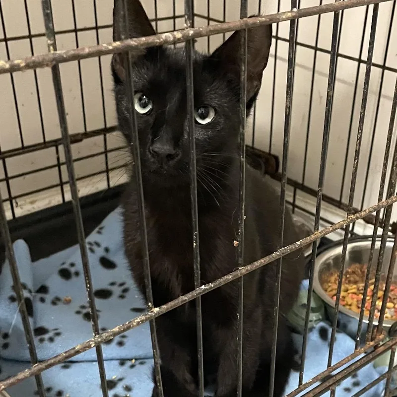 Pantherish thumbnail 2