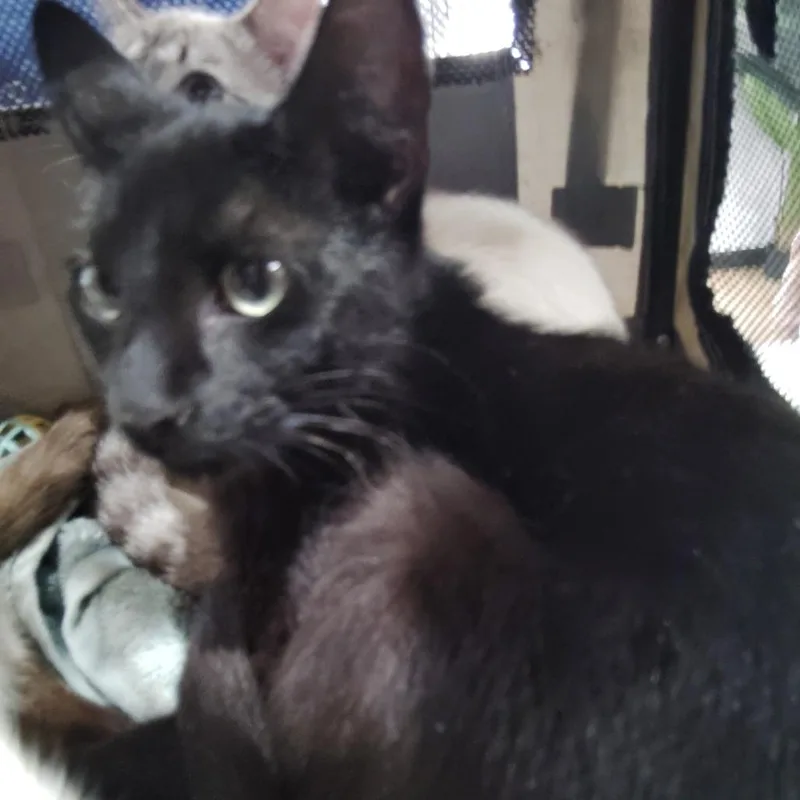 Pantherish thumbnail 3