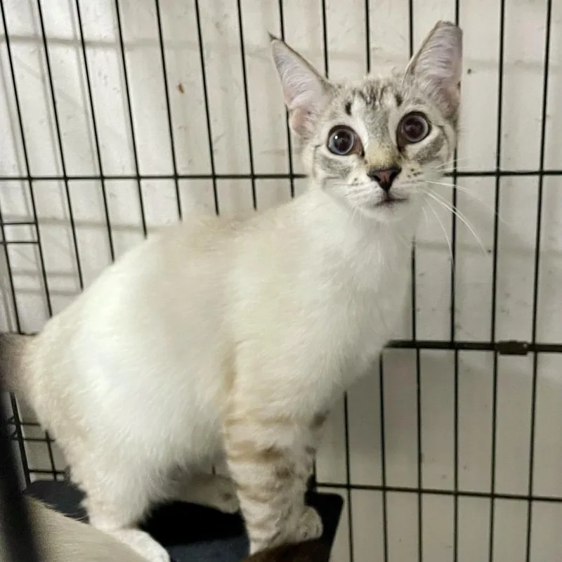 Purry Mcfurry photo 1