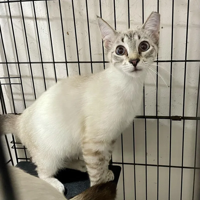 Purry Mcfurry thumbnail 2