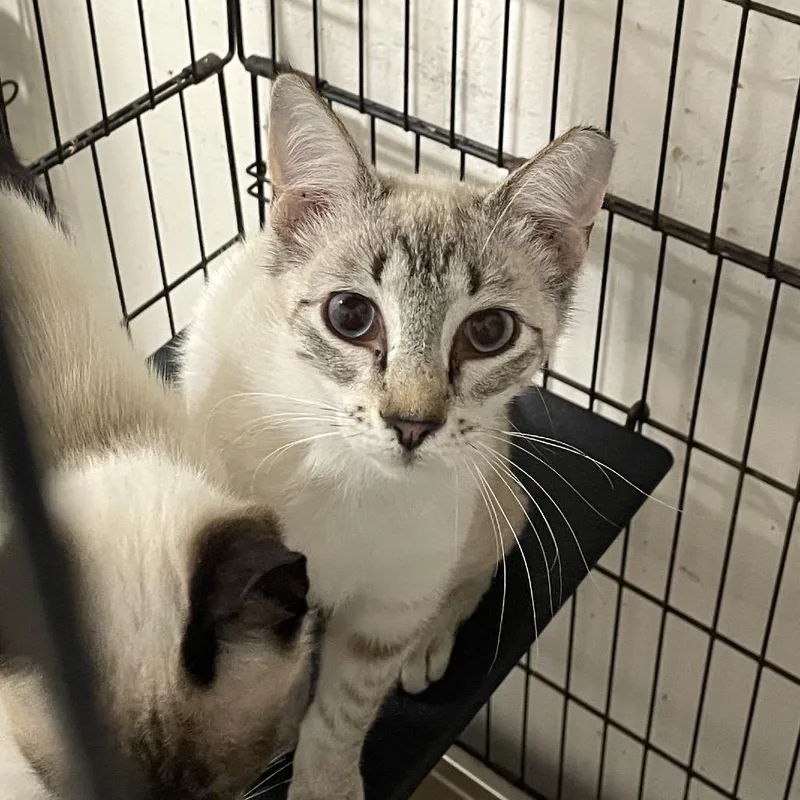 Purry Mcfurry thumbnail 3