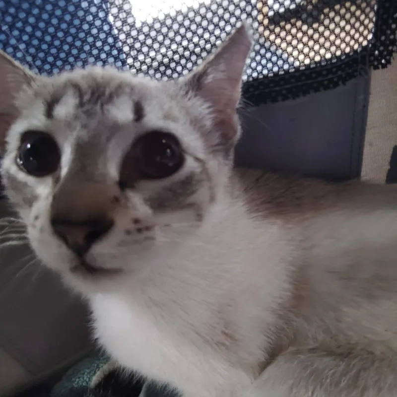 Purry Mcfurry thumbnail 4